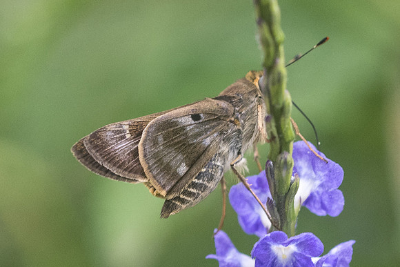 Nyctelius nyctelius nyctelius-7757