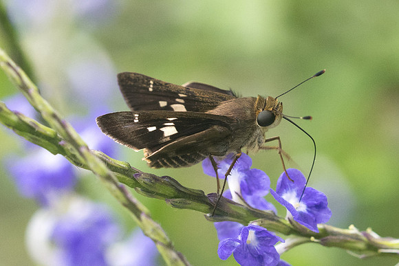 Nyctelius nyctelius nyctelius-7759