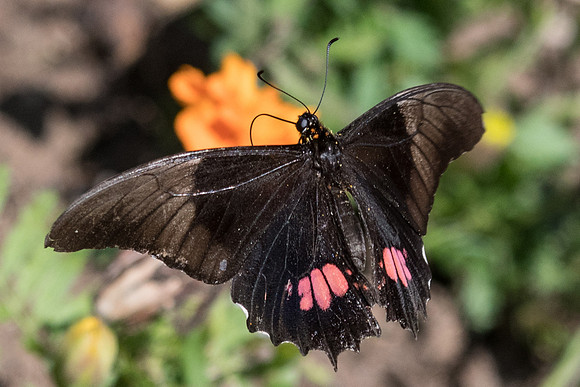 Parides anchises nephalion-4057 - Sao Paulo - 22/10/21