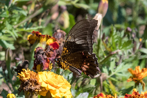 Parides anchises nephalion-4070 - Sao Paulo - 22/10/21