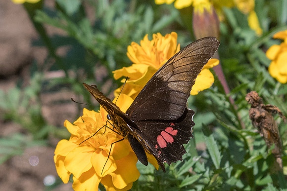 Parides anchises nephalion-4100 - Sao Paulo - 22/10/21