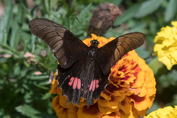 Parides anchises nephalion-4102 - Sao Paulo - 22/10/21