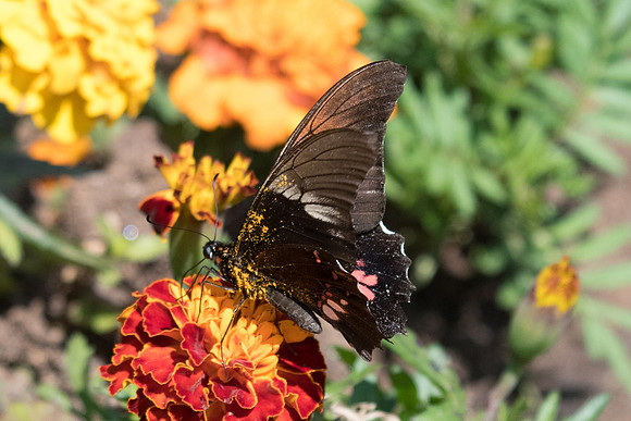 Parides anchises nephalion-4063 - Sao Paulo - 22/10/21