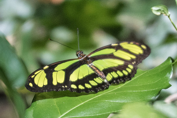 Philaethria dido-1897