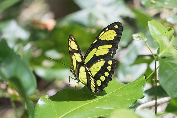 Philaethria dido-1905