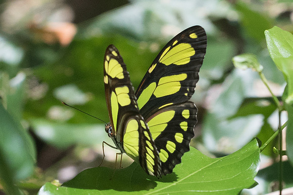 Philaethria dido-1907