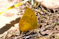 Phoebis philea-4926 - Sao Paulo (Jardim Botanico) - 23/10/21