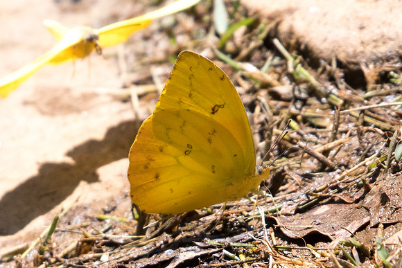 Phoebis philea-4926 - Sao Paulo (Jardim Botanico) - 23/10/21