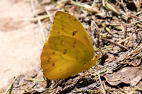 Phoebis philea-4933  - Sao Paulo (Jardim Botanico) - 23/10/21