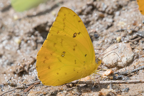 Phoebis philea-8112 - Rio de Janeiro - 7/10/21