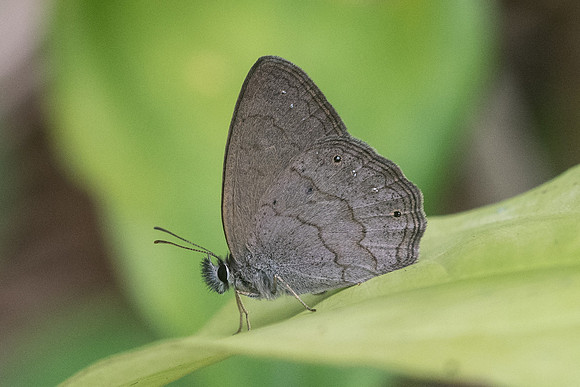 Paryphthimoides phronius id--7801