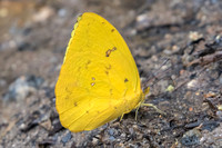 Phoebis philea-8303 - Rio de Janeiro - 7/10/21