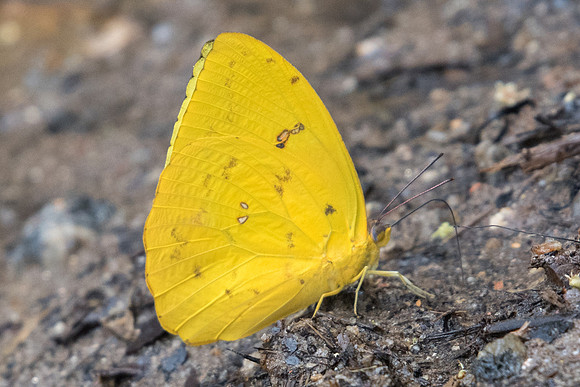 Phoebis philea-8303 - Rio de Janeiro - 7/10/21