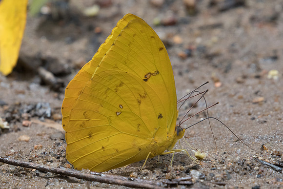 Phoebis philea-8130 - Rio de Janeiro - 7/10/21