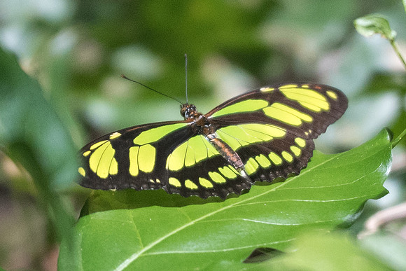 Philaethria dido-1895