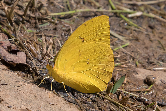 Phoebis sennae marcellina id--5038  - Sao Paulo (Jardim Botanico) - 23/10/21