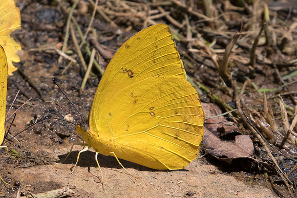Phoebis sennae marcellina id--5053  - Sao Paulo (Jardim Botanico) - 23/10/21