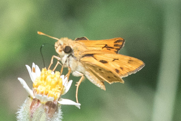 Polites vibex catilina -0618