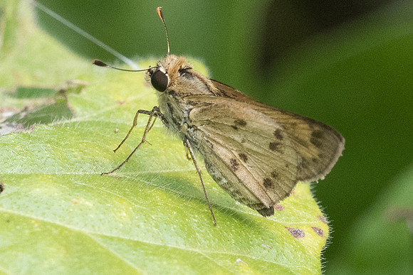 Polites vibex catilina -1858