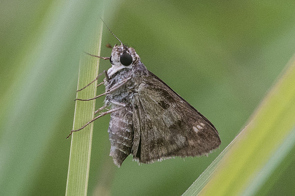 Pompeius pompeius id--9887