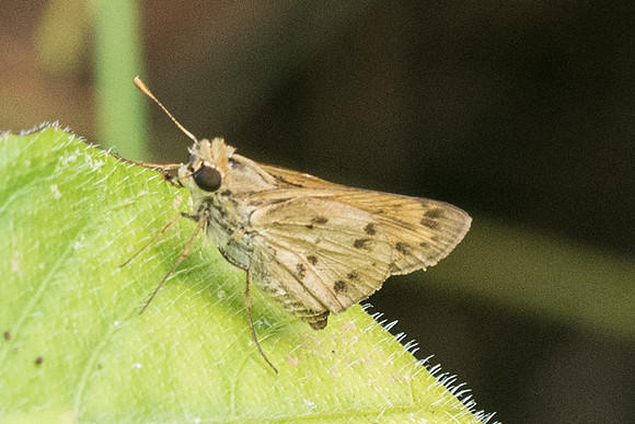 Polites vibex catilina -1862