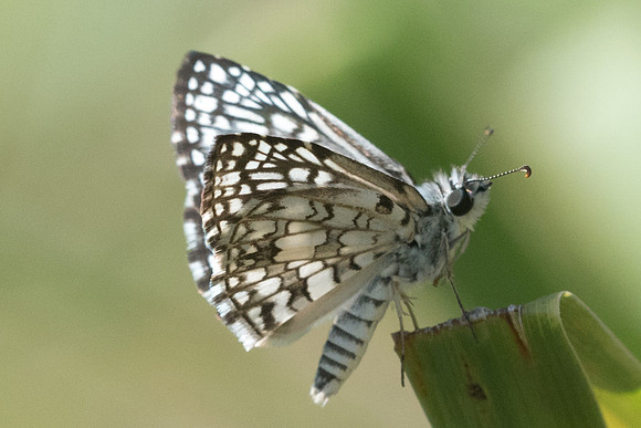 Pyrgus orcus-0965