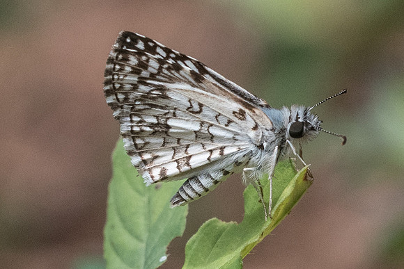 Pyrgus orcus-1824
