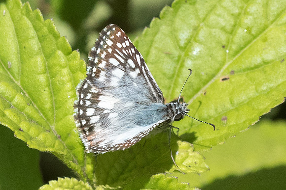 Pyrgus orcus-1946