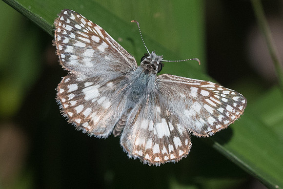 Pyrgus orcus-2622