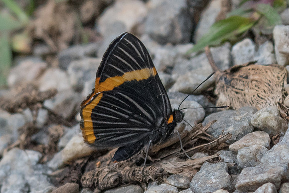 Riodina lycisca lycisca-3963