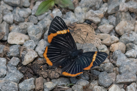 Riodina lycisca lycisca-3967
