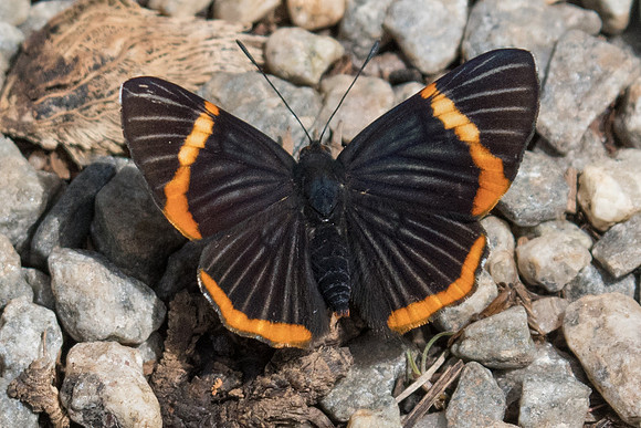 Riodina lycisca lycisca-3991