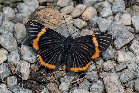 Riodina lycisca lycisca-3977