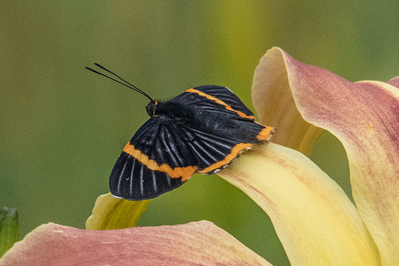 Riodina lycisca lycisca-6027