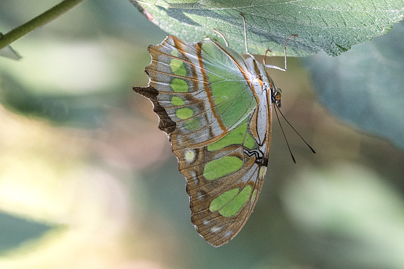 Siproeta stelenes-2963
