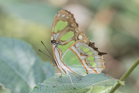 Siproeta stelenes-2970