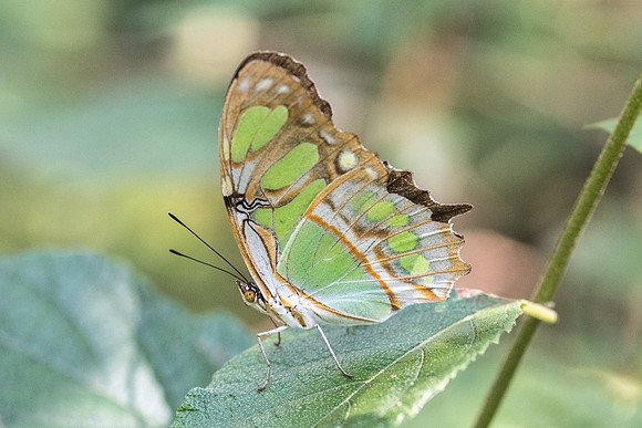 Siproeta stelenes-2972
