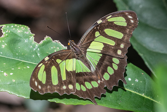 Siproeta stelenes-3021