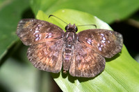 Sostrata bifasciata bifasciata-8003