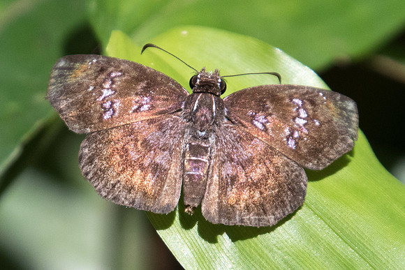 Sostrata bifasciata bifasciata-8003