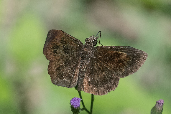 Staphylus sp-0321
