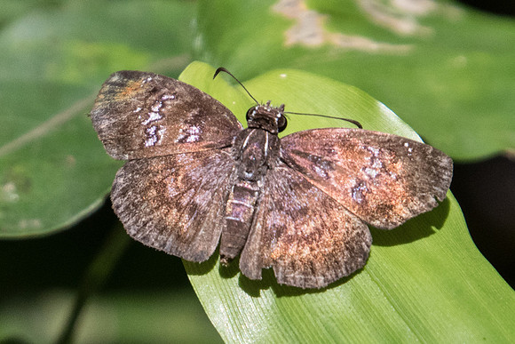 Sostrata bifasciata bifasciata-7991