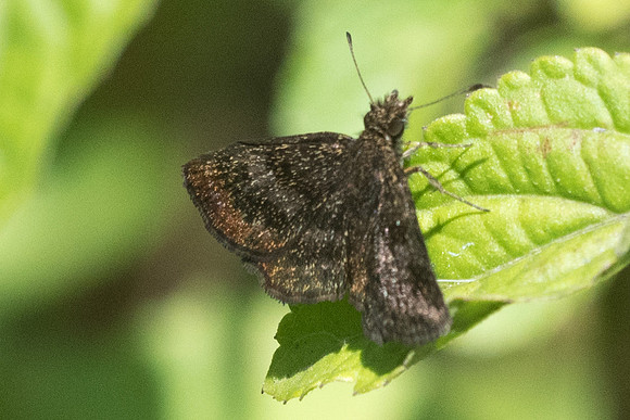 Staphylus sp-1945