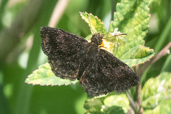 Staphylus sp-1964