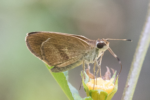 Synapte malitiosa-0728