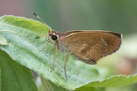 Synapte malitiosa-0736