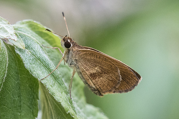 Synapte malitiosa-0752