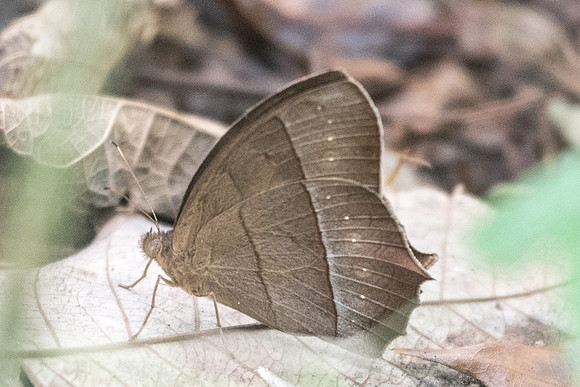 Taygetis virgilia id--9299