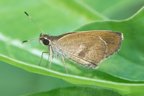 Synapte malitiosa 0687