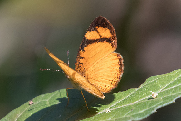 Tegosa claudina -5082
